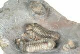 Cluster Of Colorful Austerops Trilobites - Jorf Morocco #362873-3